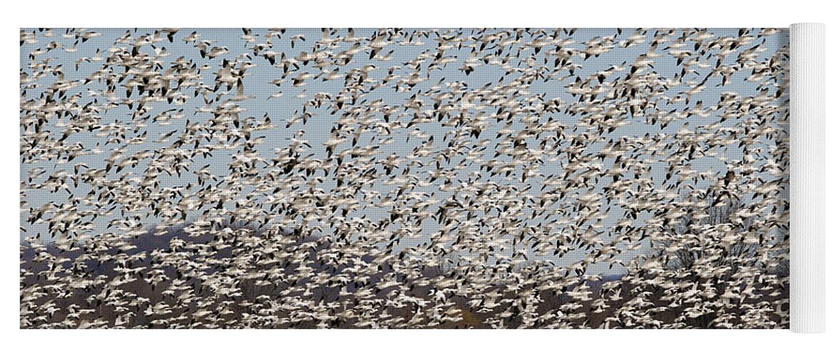 Snow Geese Yoga Mat featuring the photograph Thousands of Snow Geese by Crystal Wightman