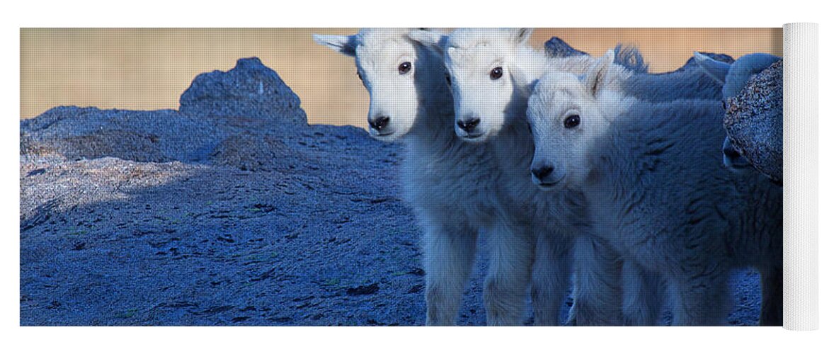 Mountain Goats; Posing; Group Photo; Baby Goat; Nature; Colorado; Crowd; Baby Goat; Mountain Goat Baby; Happy; Joy; Nature; Brothers Yoga Mat featuring the photograph Three and One More by Jim Garrison
