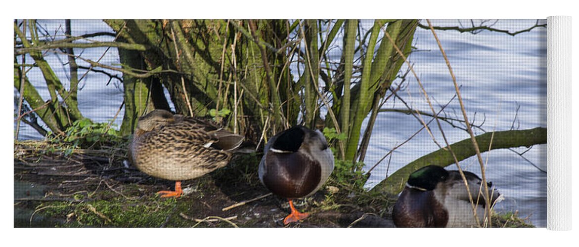  Duck Yoga Mat featuring the photograph Three In A Row by Spikey Mouse Photography