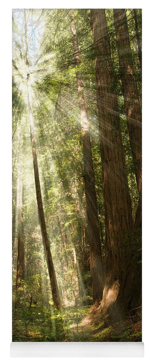 Muir Woods Yoga Mat featuring the photograph Through the Trees by Mick Burkey