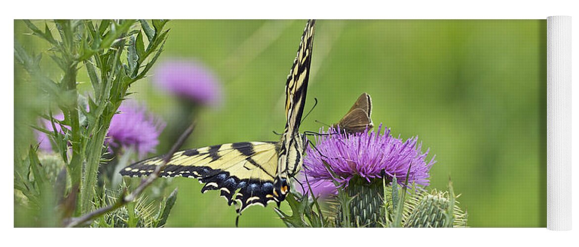 Butterfly Yoga Mat featuring the photograph Tiger Swallowtail And Skipper Butterflies On Thistle by Carol Senske