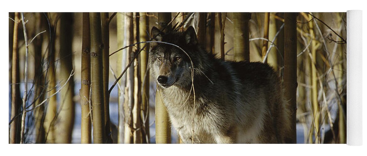 Feb0514 Yoga Mat featuring the photograph Timber Wolf Camouflaged In Birch Forest by Konrad Wothe
