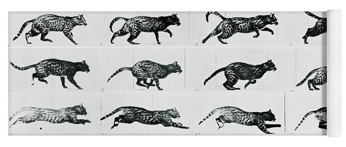 Cat Yoga Mat featuring the mixed media Time Lapse Motion Study Cat Monochrome by Tony Rubino