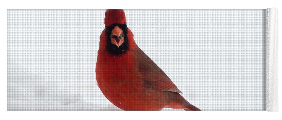 Jan Holden Yoga Mat featuring the photograph Tiny Cardinal in the Snow by Holden The Moment