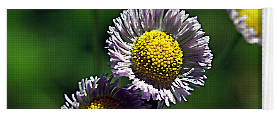 Flower Yoga Mat featuring the photograph Tiny Little Weed by Bob Johnson