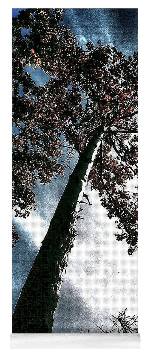 Tree Yoga Mat featuring the photograph Tippy Top Tree II art by Lesa Fine