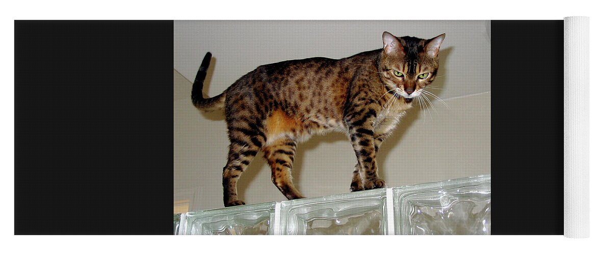 Bengal Cat Yoga Mat featuring the photograph Tora on Glass II by Phyllis Kaltenbach