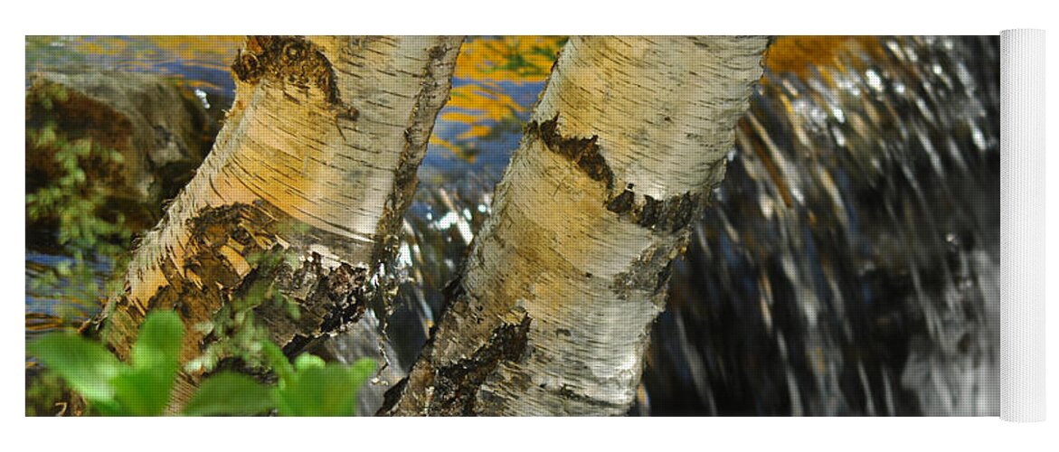Birch Trees Yoga Mat featuring the photograph Totally Birching by Donna Blackhall