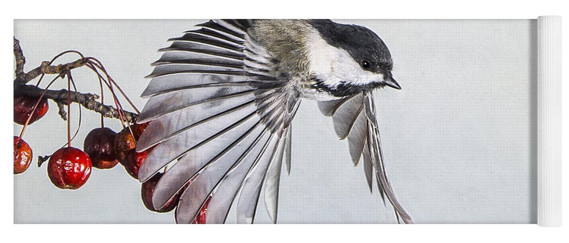 Black Capped Chickadee Yoga Mat featuring the photograph Touring the Crab Apple Tree by Peg Runyan