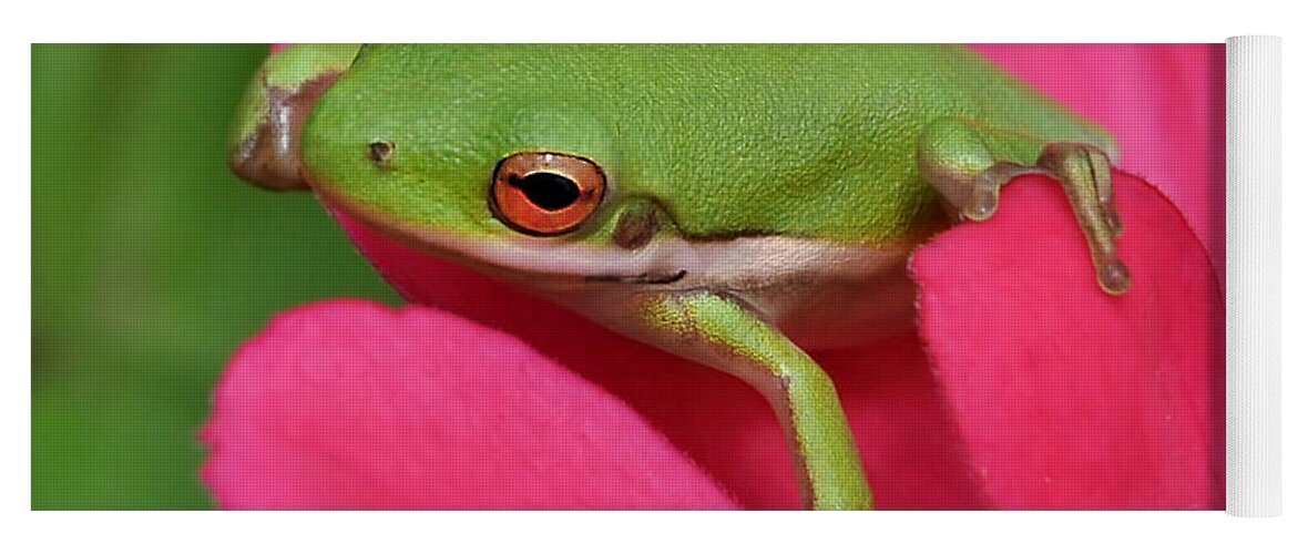 Frog Yoga Mat featuring the photograph Tree Frog On A Pink Flower by Kathy Baccari