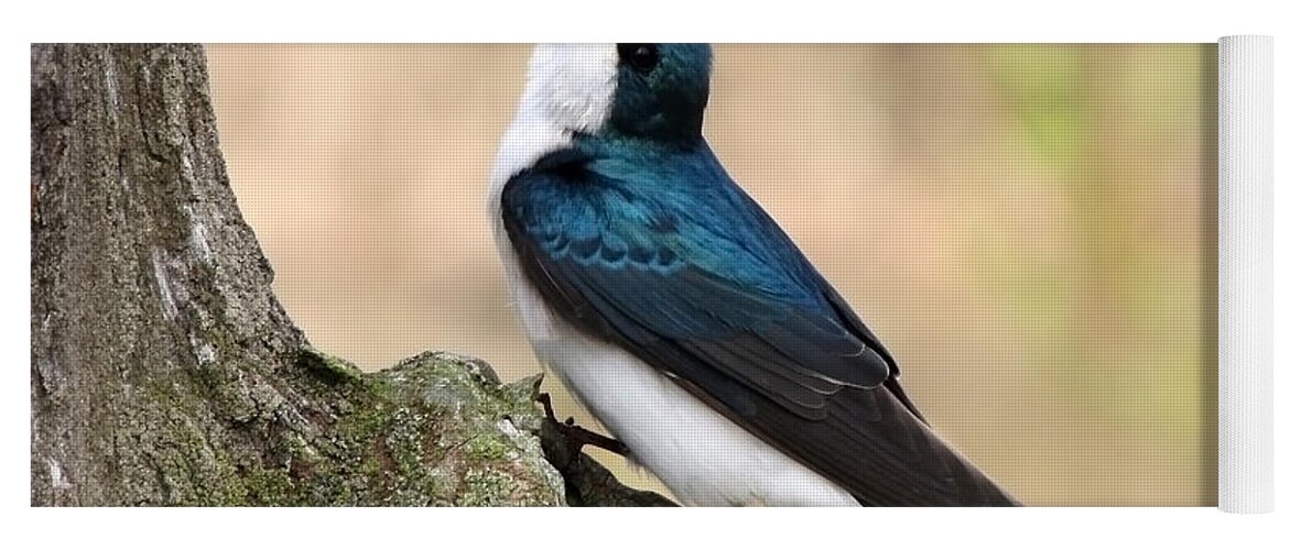 Tree Swallow. Swallow Yoga Mat featuring the photograph Tree Swallow by Ann Bridges