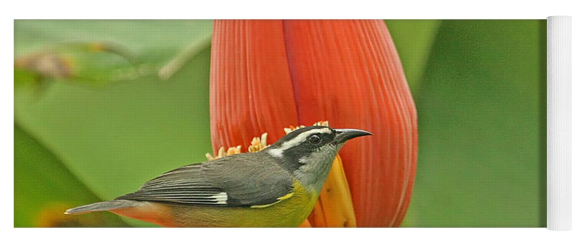 Tropical Birds Yoga Mat featuring the photograph Tropical Birds - Bananaquit by Peggy Collins