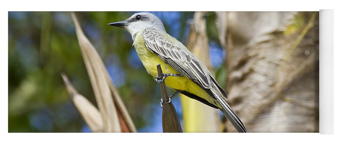 Bird Yoga Mat featuring the photograph Tropical Kingbird by Teresa Zieba