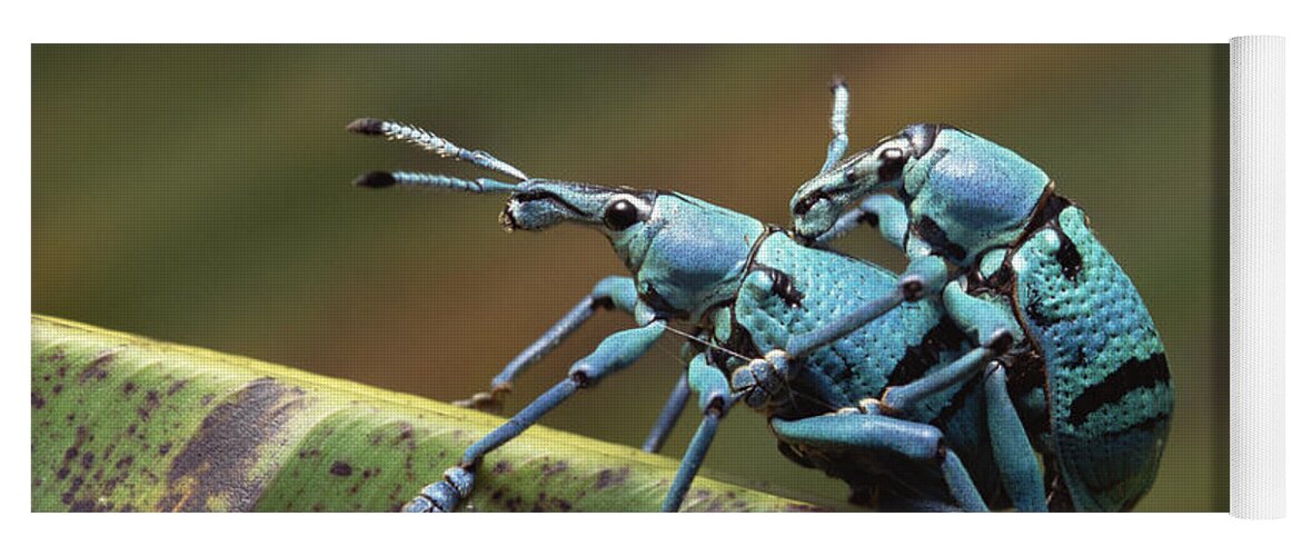 Feb0514 Yoga Mat featuring the photograph True Weevils Mating Papua New Guinea by Gerry Ellis