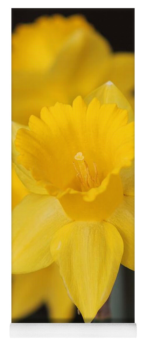 Mccombie Yoga Mat featuring the photograph Trumpet Daffodil named Exception by J McCombie
