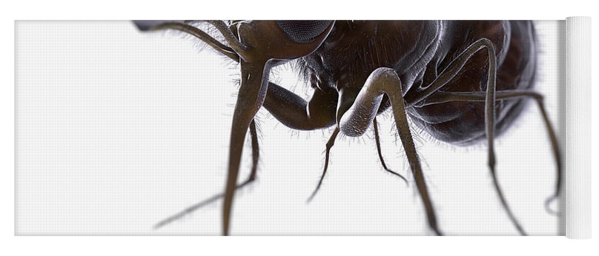 Disease Transmission Yoga Mat featuring the photograph Tsetse Fly by Science Picture Co