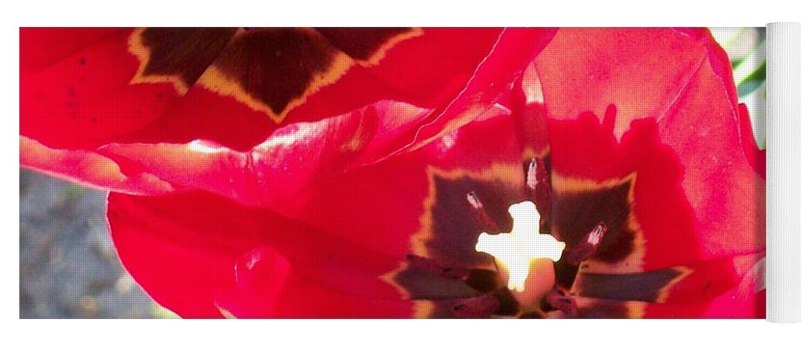 Beautiful Red Tulips From The Spring. Yoga Mat featuring the photograph Tulip Harmony by Belinda Lee