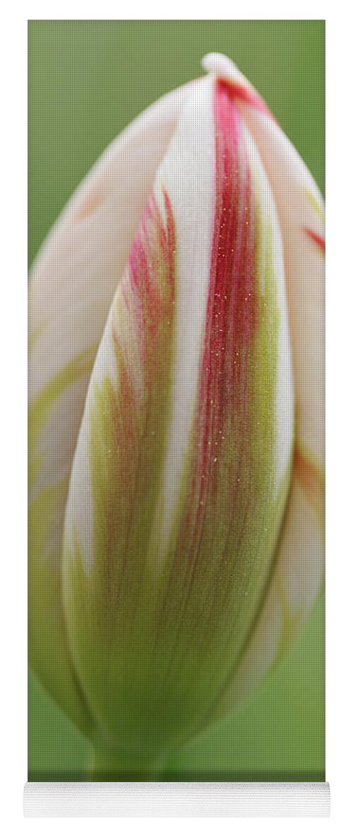 Tulip Yoga Mat featuring the photograph Tulip red and white in spring by Matthias Hauser