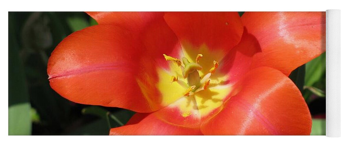 Tulip Yoga Mat featuring the photograph Tulips - Desire 04 by Pamela Critchlow