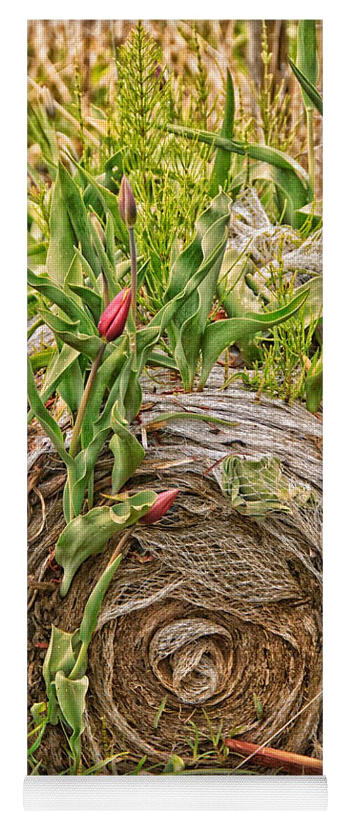 Plant Yoga Mat featuring the photograph Tulips gone wild on a hay bale by Eti Reid