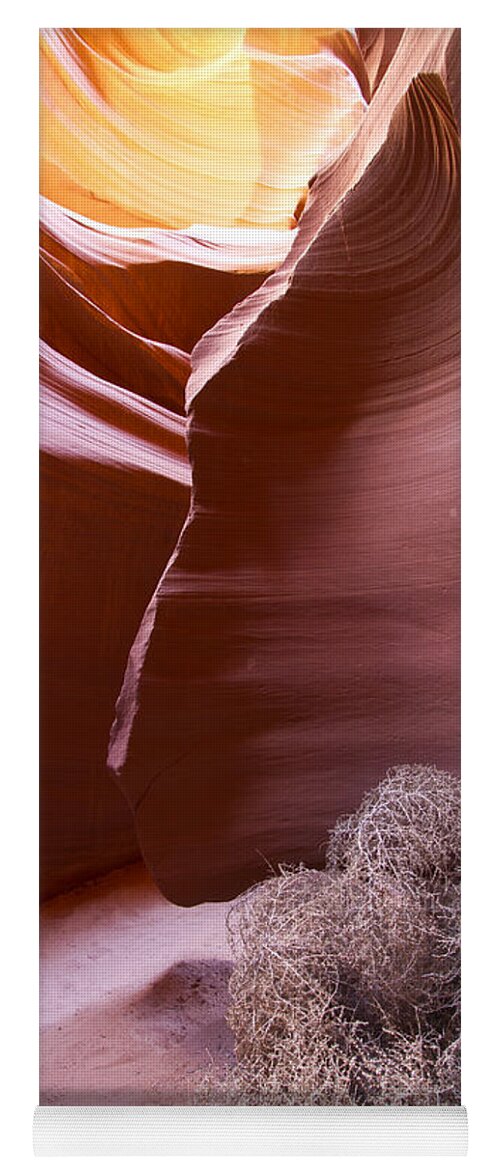 Nature Yoga Mat featuring the photograph Tumbleweed in the canyon by Bryan Keil
