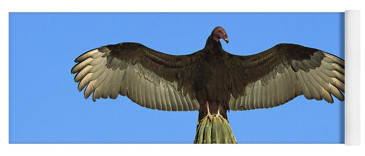 Feb0514 Yoga Mat featuring the photograph Turkey Vulture Sunning On Cardon Cactus by Tom Vezo