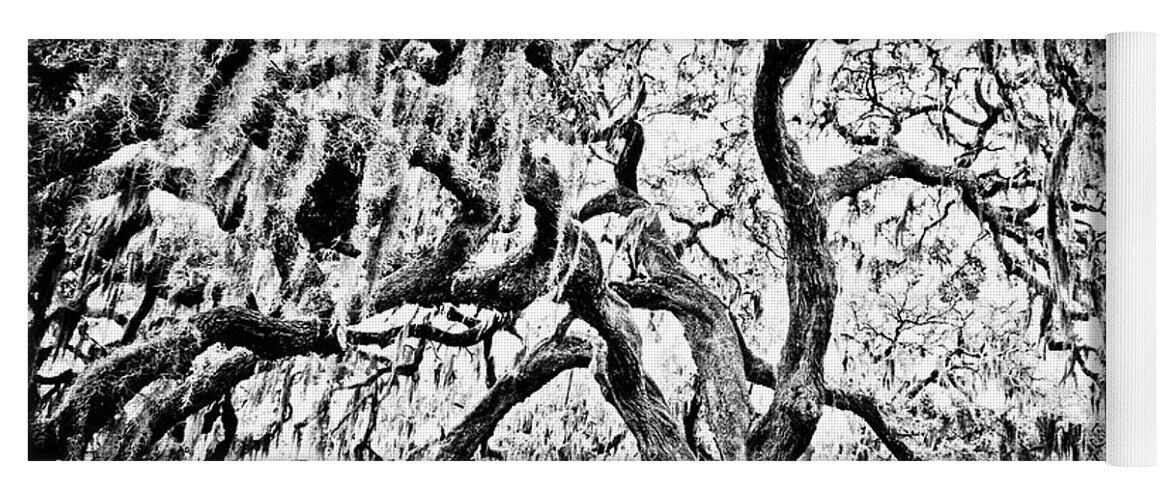 Oak Yoga Mat featuring the photograph Twisted Oak by Chauncy Holmes