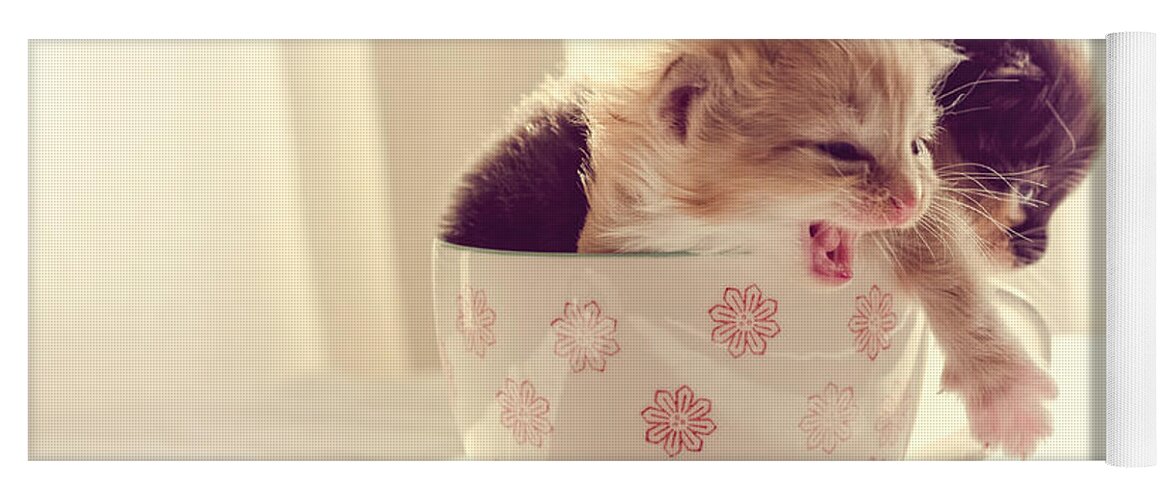 Two Yoga Mat featuring the photograph Two Cute Kittens in a Cup by Spikey Mouse Photography