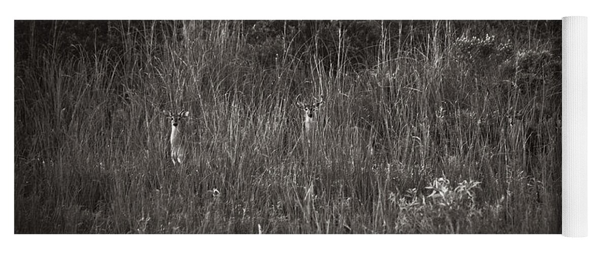 Florida Yoga Mat featuring the photograph Two Deer Hiding by Bradley R Youngberg