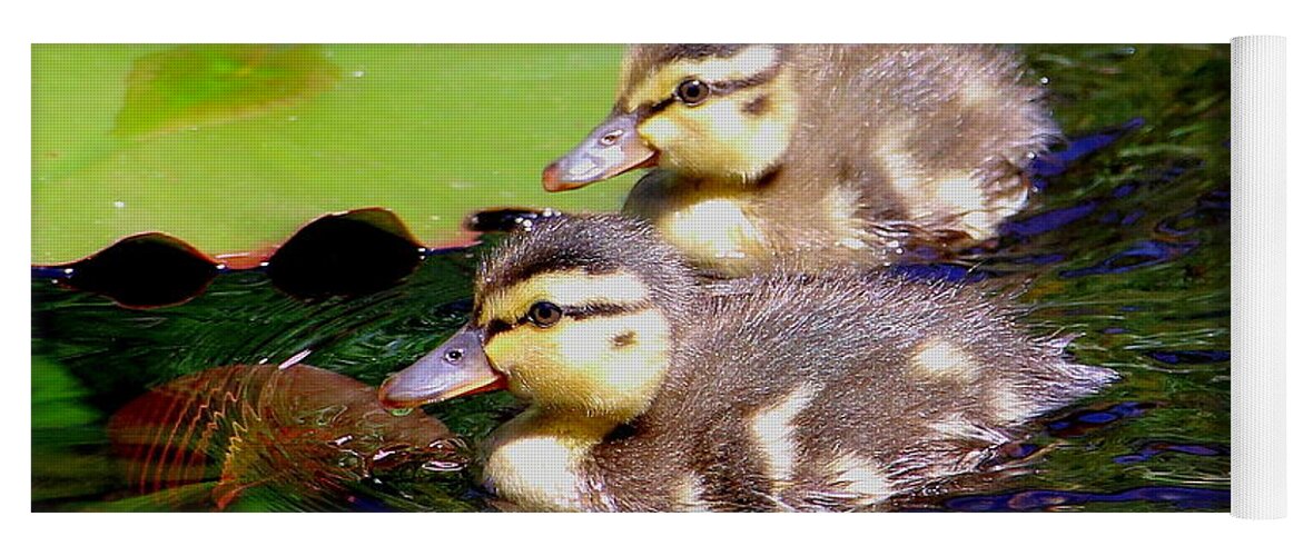 Ducklings Yoga Mat featuring the photograph Two Ducklings by Amanda Mohler