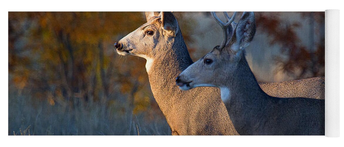 Mule Deer Buck; Two Deer Yoga Mat featuring the photograph Two Faces West by Jim Garrison