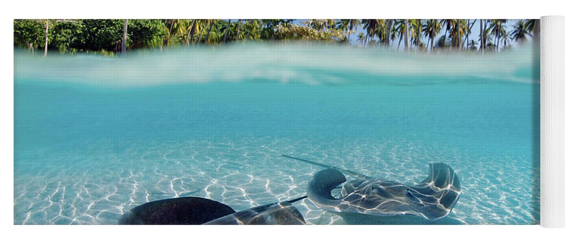 Above Yoga Mat featuring the photograph Two Stingrays 1 by M Swiet Productions