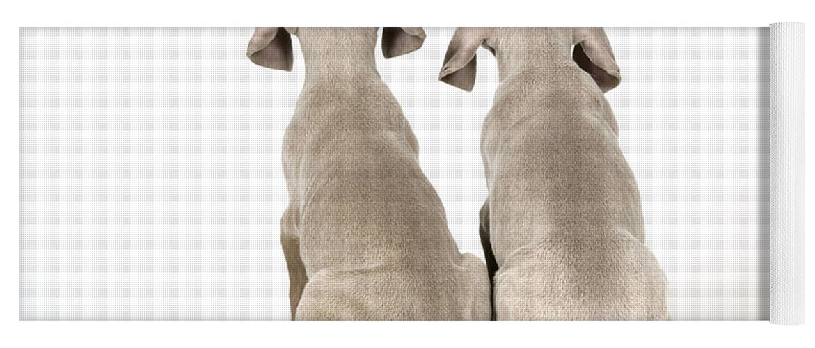 Dog Yoga Mat featuring the photograph Two Weimaraner Puppies by John Daniels