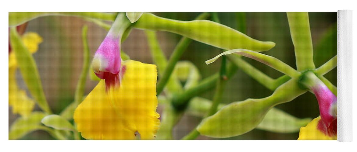 Epidendrum Yoga Mat featuring the photograph Unusual Orchid by Carol Montoya