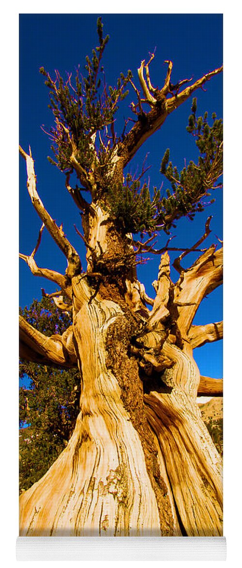 Bristlecone Pine Forest Yoga Mat featuring the photograph Up The Bristelcone by Adam Jewell