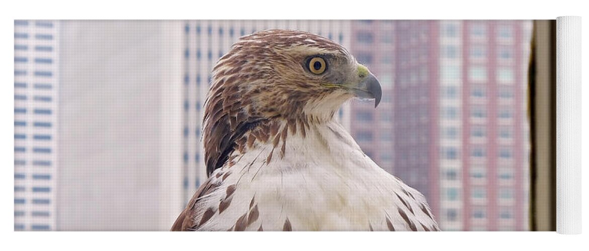 Hawk Yoga Mat featuring the photograph Urban Red-tailed Hawk by Rona Black