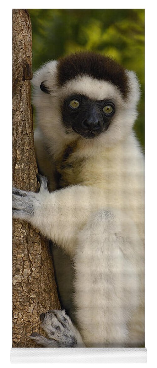 Feb0514 Yoga Mat featuring the photograph Verreauxs Sifaka Portrait Berenty by Pete Oxford
