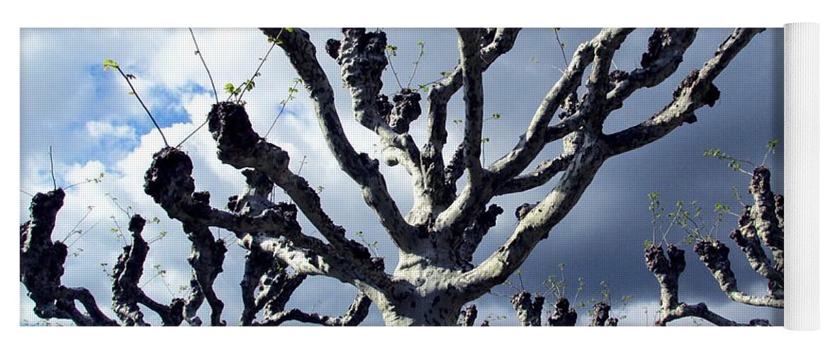 Trees Yoga Mat featuring the photograph Vevey Trees by Lynellen Nielsen