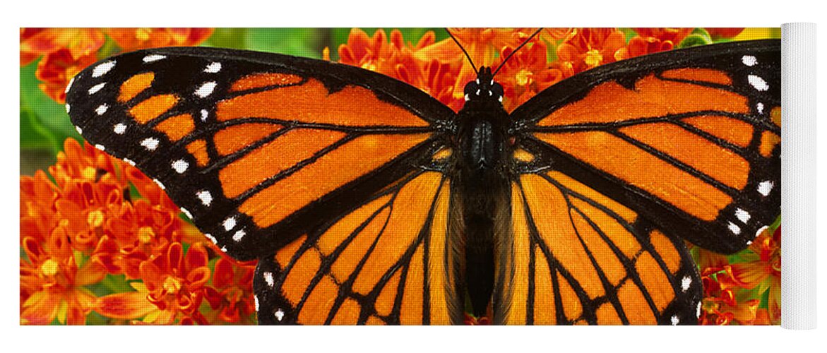 Animal Yoga Mat featuring the photograph Viceroy Butterfly by Gary Meszaros
