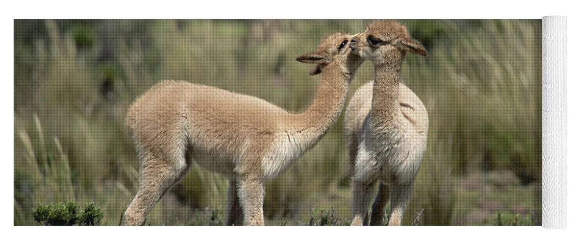 Feb0514 Yoga Mat featuring the photograph Vicunas Nuzzling Peruvian Andes by Tui De Roy