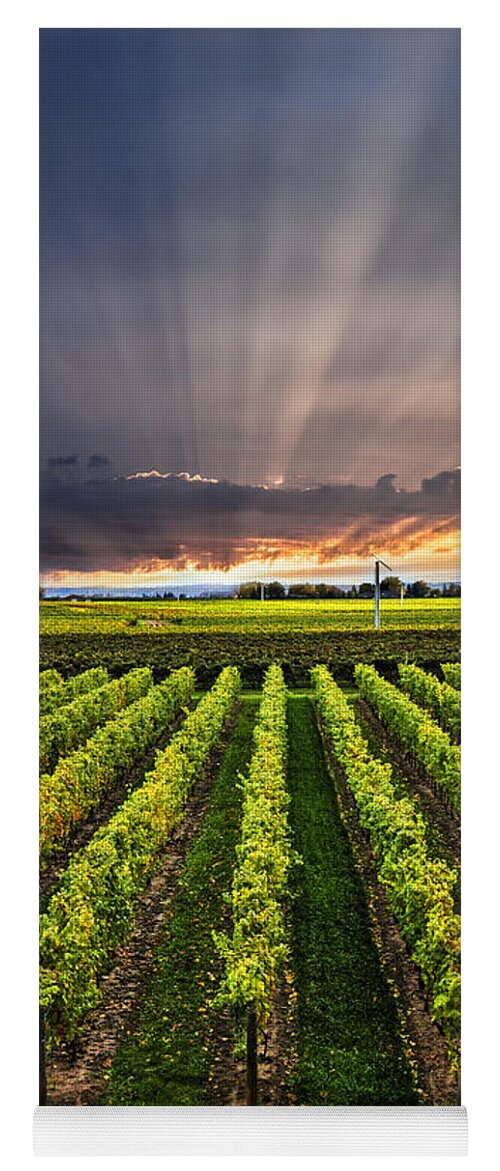 Vineyard Yoga Mat featuring the photograph Vineyard and sunset sky by Elena Elisseeva