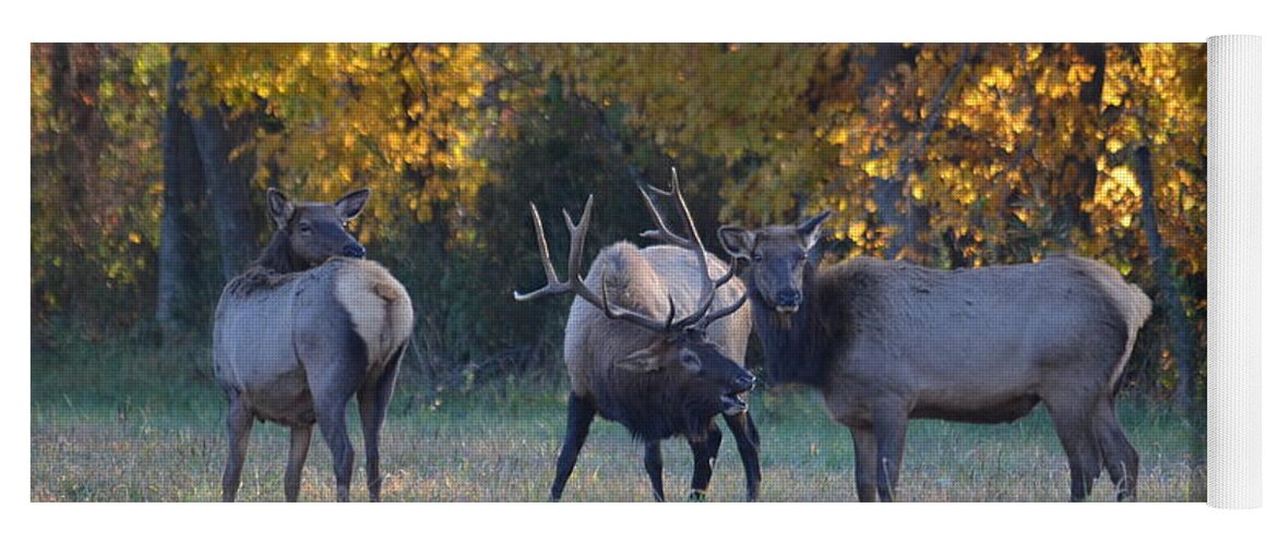 Bull Elk Yoga Mat featuring the photograph Vocalization by Deanna Cagle