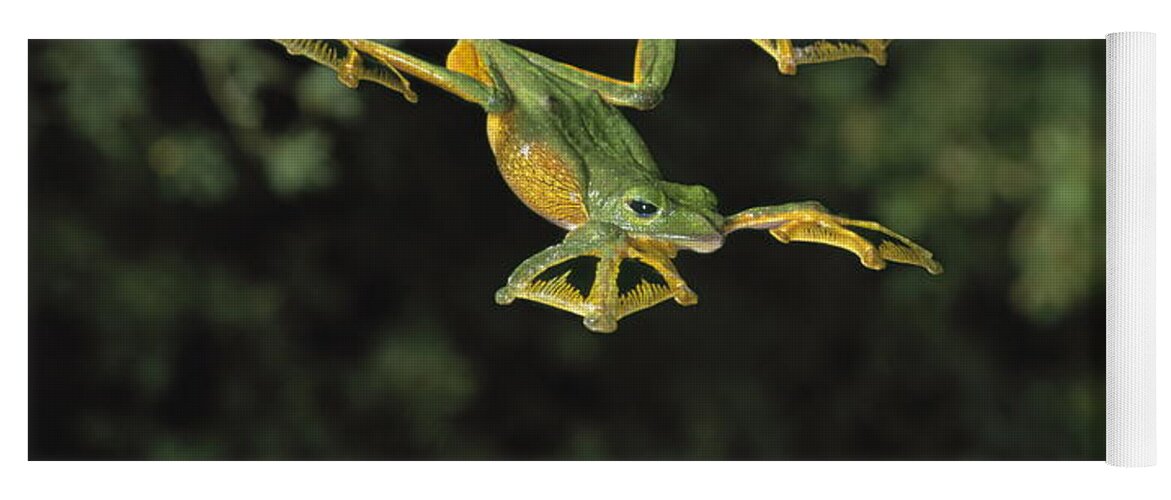 Animal Yoga Mat featuring the photograph Wallaces Flying Frog by Stephen Dalton