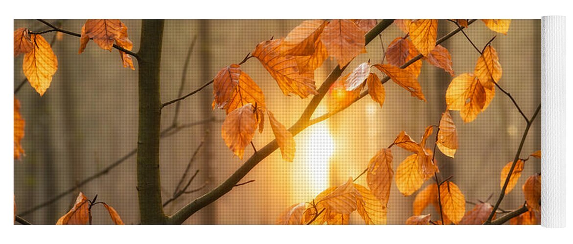 Leaves Yoga Mat featuring the photograph Warm orange light and brown leaves in the forest by Matthias Hauser