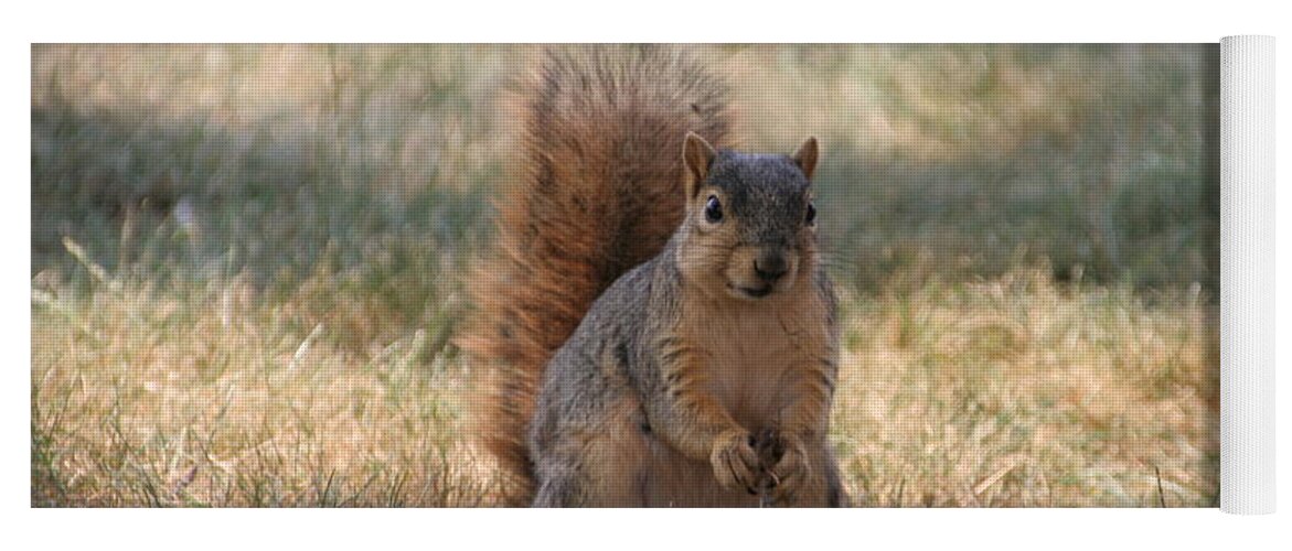Squirrel Yoga Mat featuring the photograph Brown city squirrel watching me by Valerie Collins