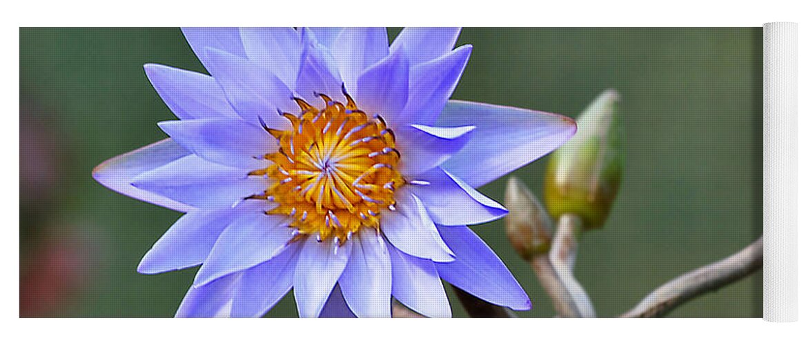 Flowers Yoga Mat featuring the photograph Water Lily Reflections by Kathy Baccari