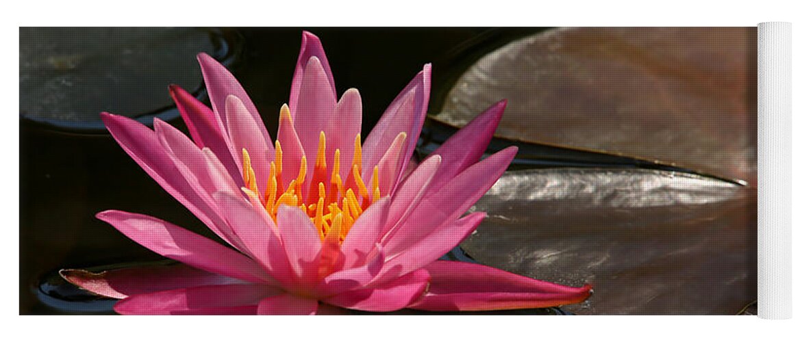 Landscape Yoga Mat featuring the photograph Water Lily Soaking up the Sunlight by Sabrina L Ryan