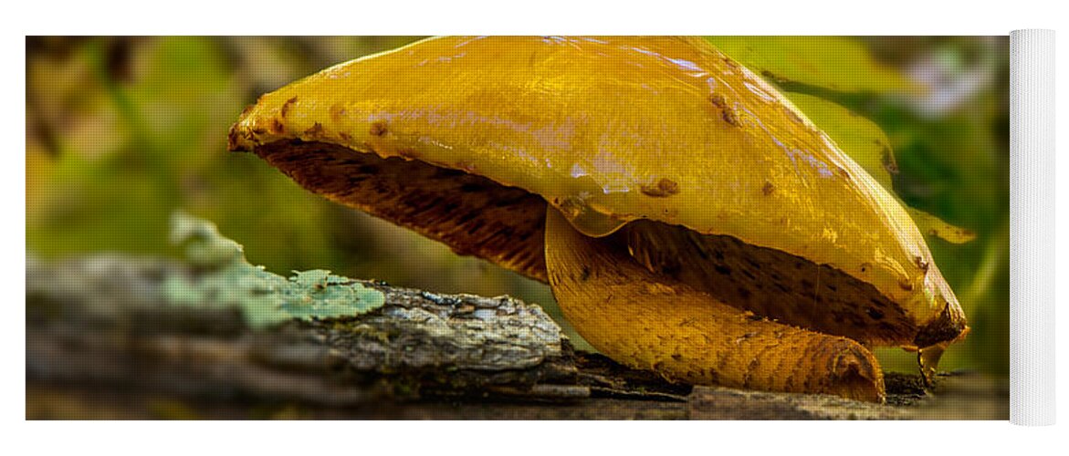 Mushroom Yoga Mat featuring the photograph Wet Shroom by Paul Freidlund