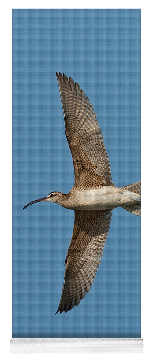 Fauna Yoga Mat featuring the photograph Whimbrel In Flight by Anthony Mercieca