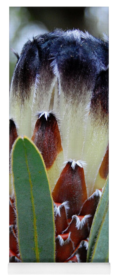 Kula Botanical Gardens Yoga Mat featuring the photograph White and Brown Protea by Amy Fose